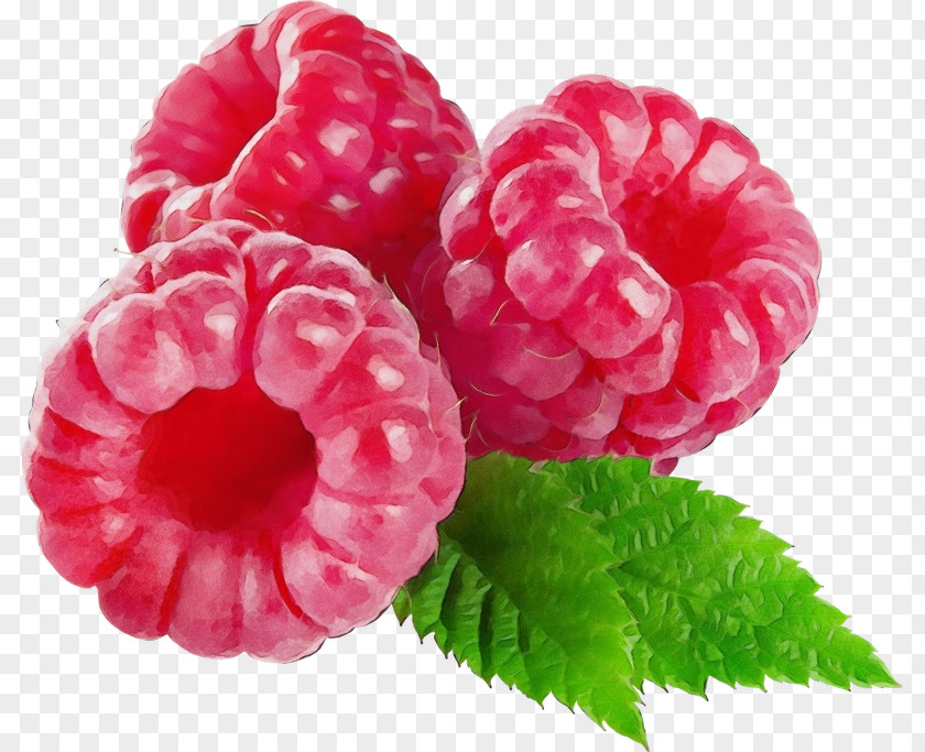 Raspberry Berry Plant Fruit Pink PNG