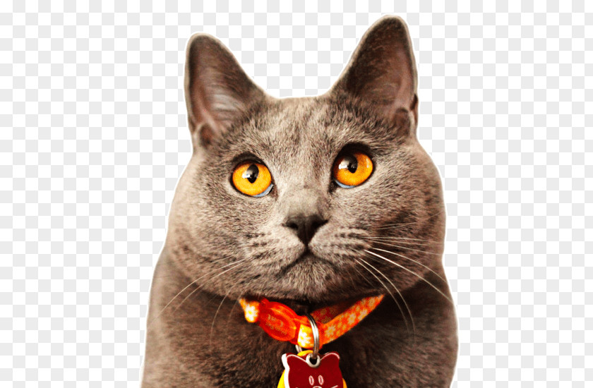 Black Cat Chartreux Small To Medium-sized Cats British Shorthair Whiskers Korat PNG