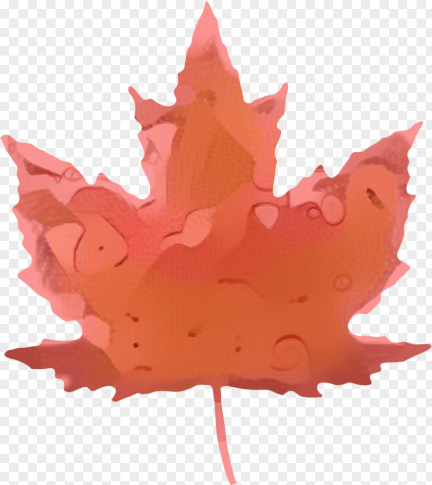 Black Maple Soapberry Family Canada Leaf PNG