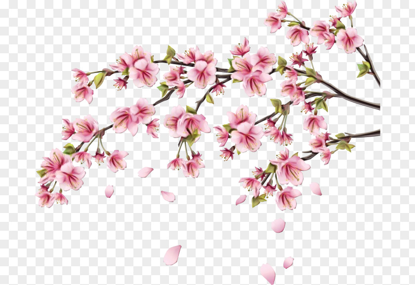Pedicel Petal Cherry Blossom PNG