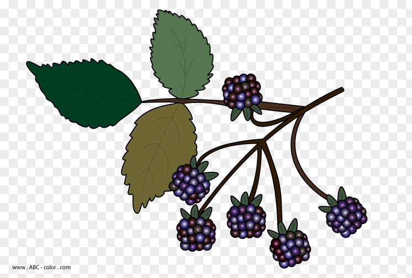 Black Berries Cliparts BlackBerry Clip Art PNG