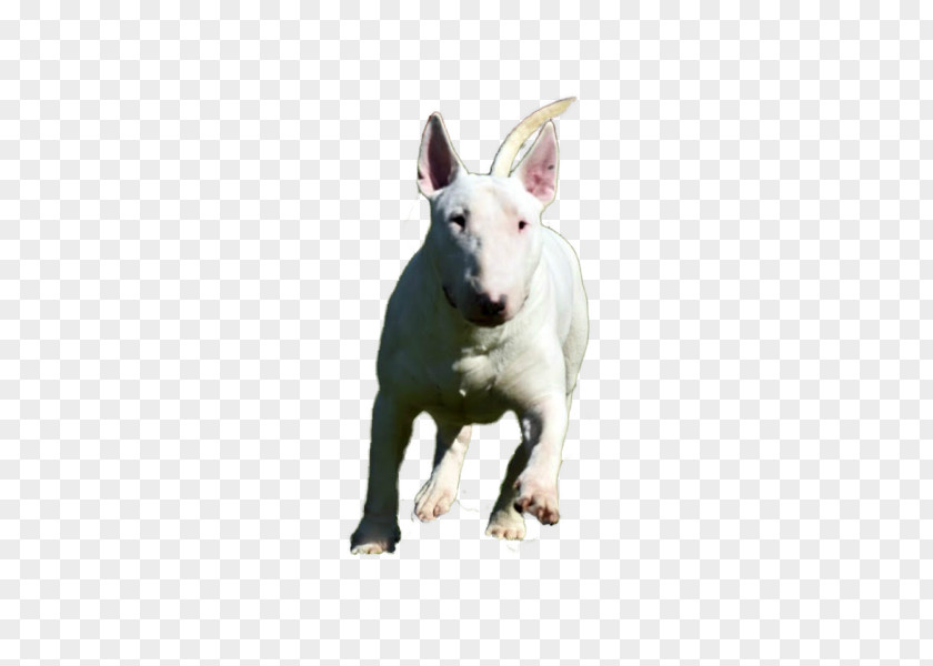 Bull Terrier Miniature And Old English White PNG