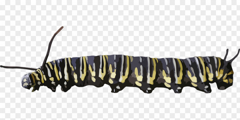 Caterpillar Insect PNG