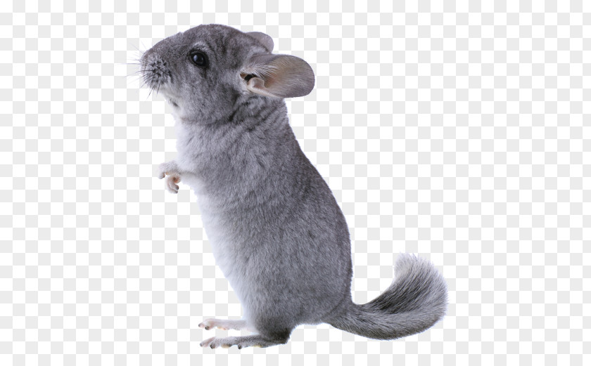 Chinchilla Cages Long-tailed Rodent Short-tailed Domestic Pet PNG