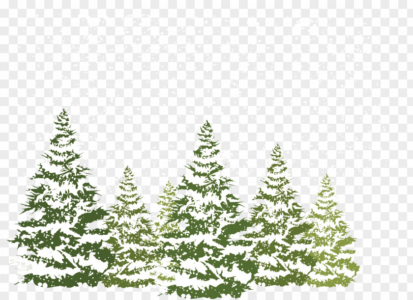 Pine Winter Fir Spruce Snow PNG