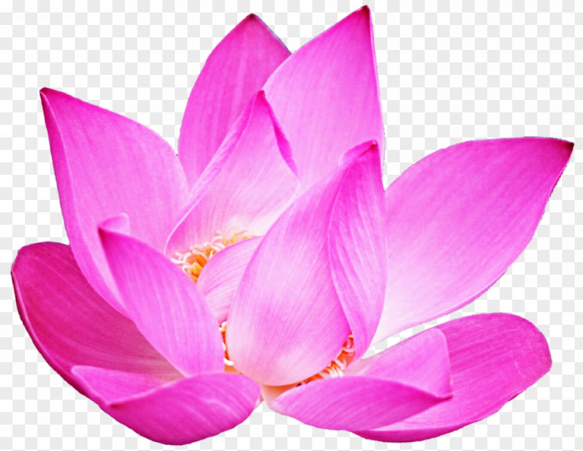 Pink Lotus In Full Bloom Nelumbo Nucifera Aquatic Plants Proteales Nature PNG