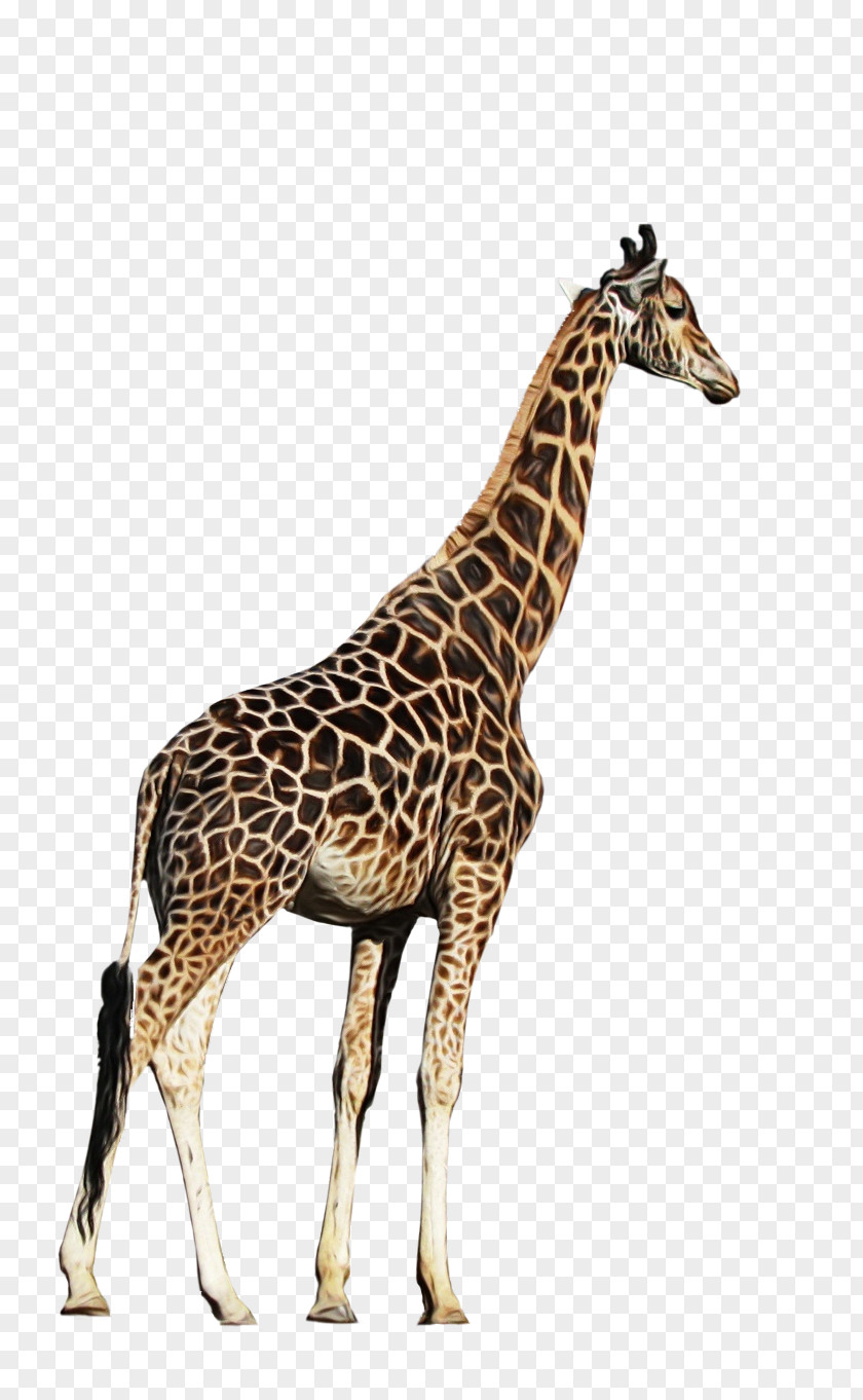Adaptation Snout Giraffe Giraffidae Wildlife Animal Figure Neck PNG