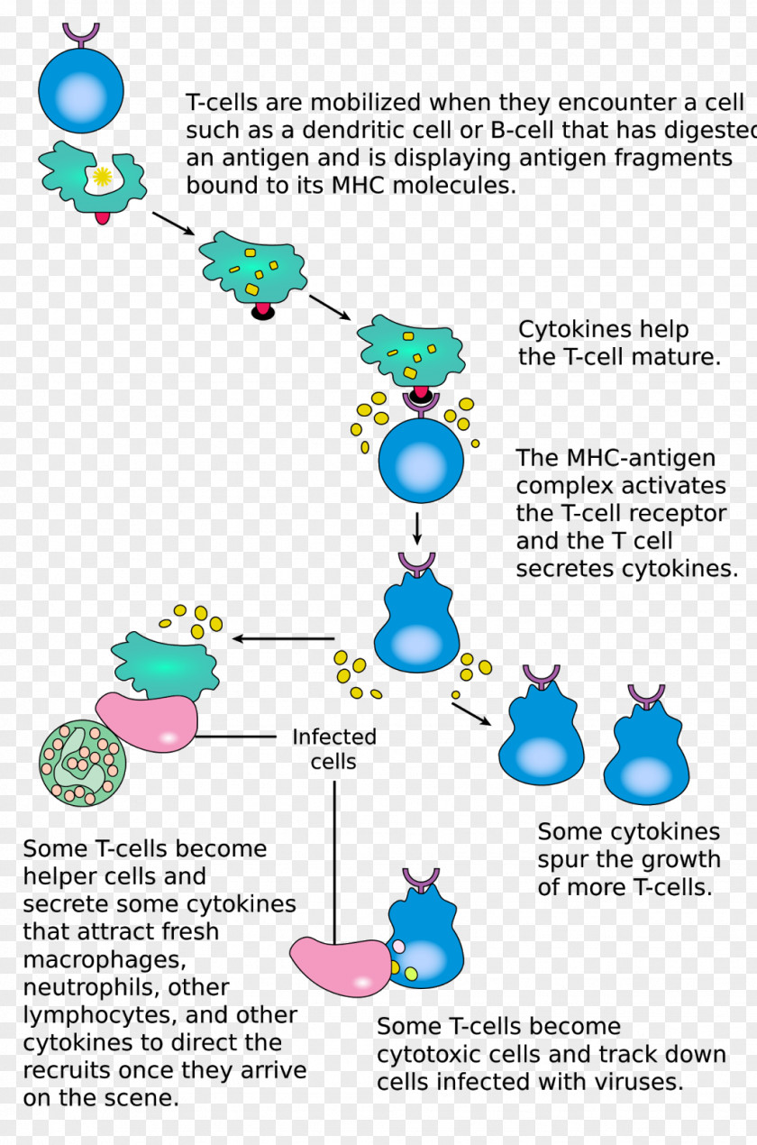 Cytotoxic T Cell Lymphocyte Immune System Cell-mediated Immunity PNG