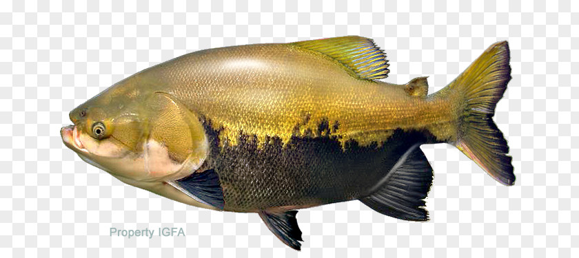 Fish Tambaqui Pacu Image Piaractus Mesopotamicus PNG