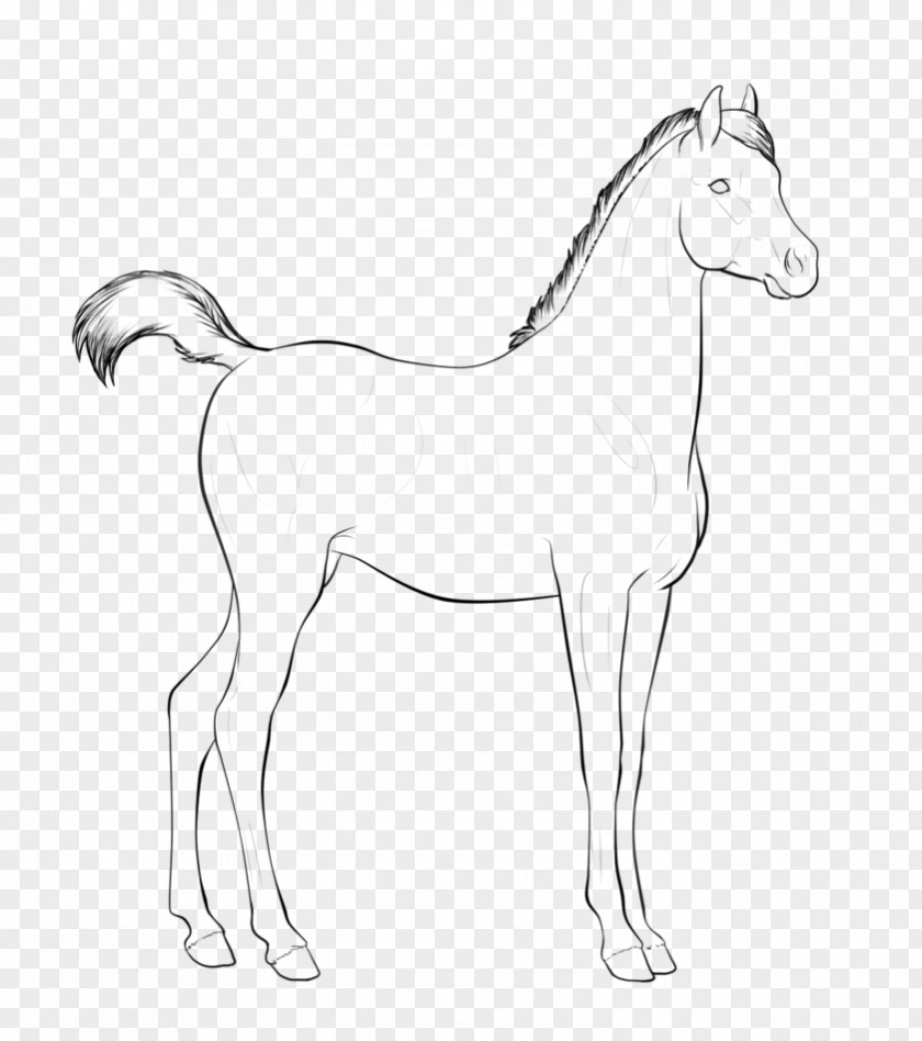 Mustang Bridle Foal Mane Colt PNG