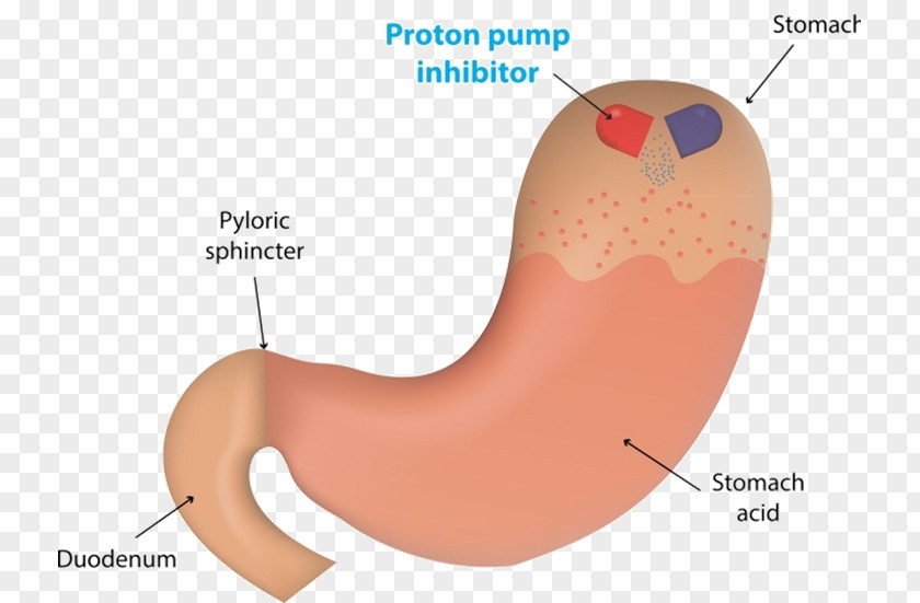 Proton-pump Inhibitor Proton Pump Gastric Acid Enzyme Esomeprazole PNG