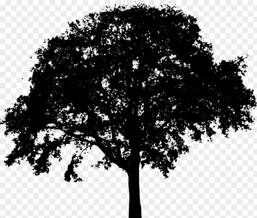 Black Branch Clip Art Tree Vector Graphics Image PNG