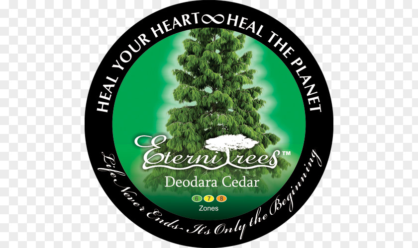Deodar Cedar Fir Urn Tree Blue Jacaranda Cremation PNG