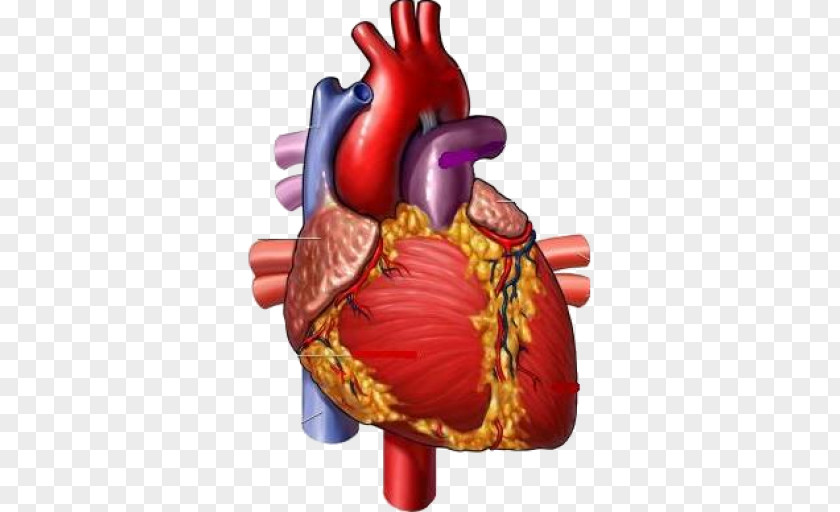 Heart Medicine Medical Illustration Circulatory System PNG