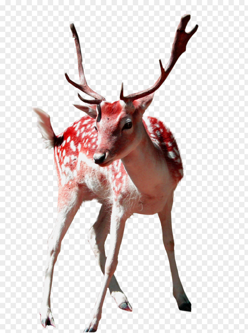 Nice Deer White-tailed Clip Art PNG