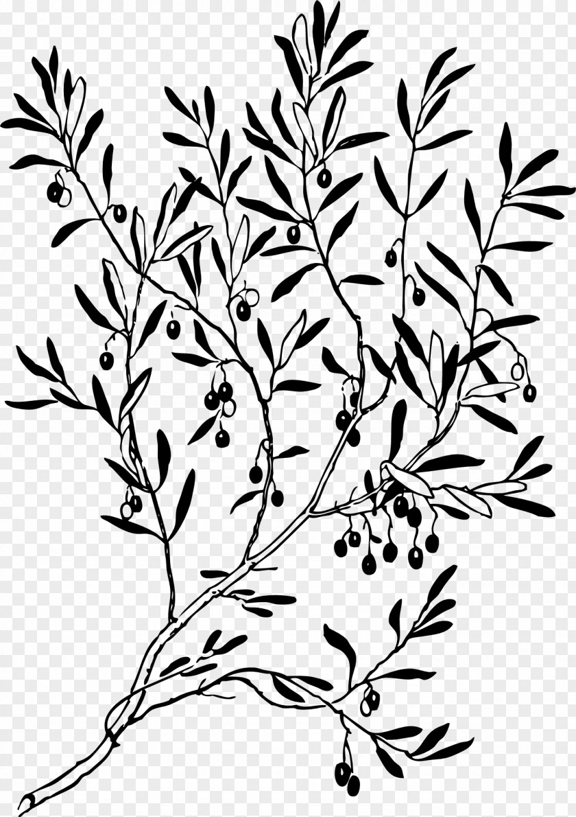 Olive Leaf Branch Line & Form Clip Art PNG