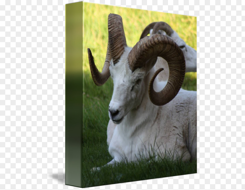 Sheep Argali Goat Fauna Horn PNG