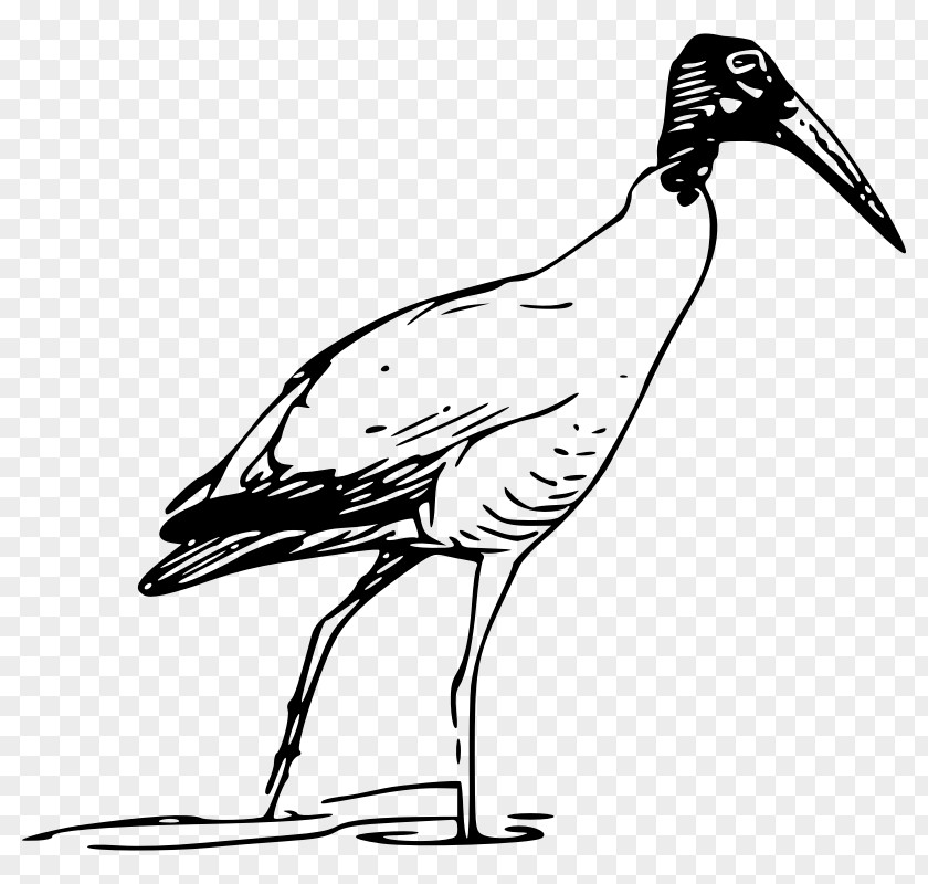 Stork Art Bird Scarlet Ibis Clip PNG