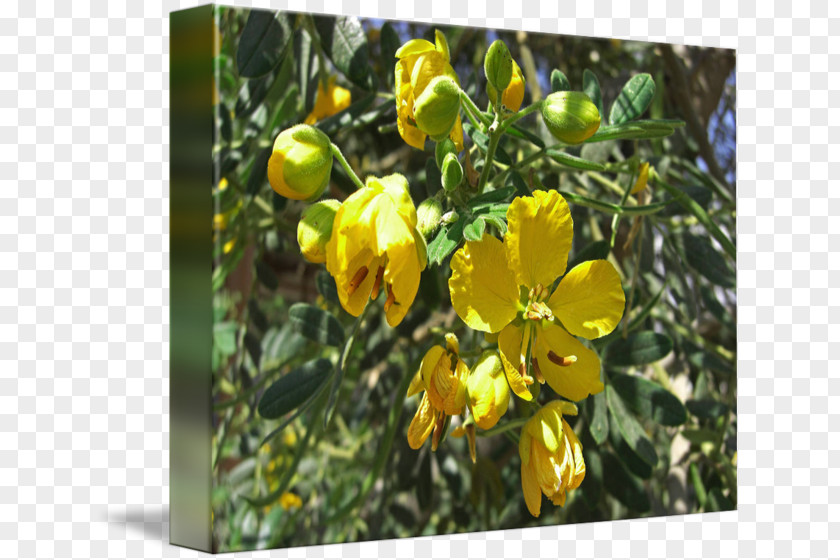 Tree St. John's Wort Senna M Shrub Wildflower PNG