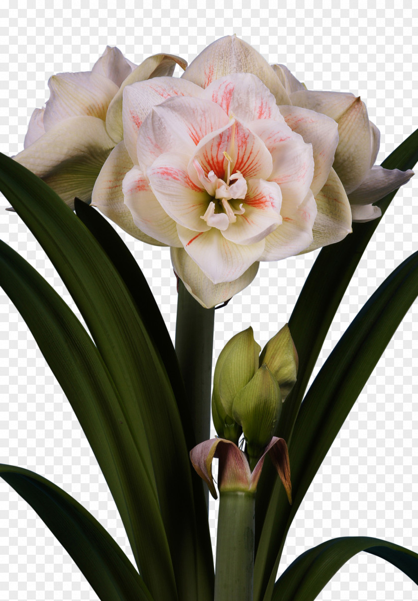 Amaryllis Jersey Lily Bulb Cut Flowers PNG