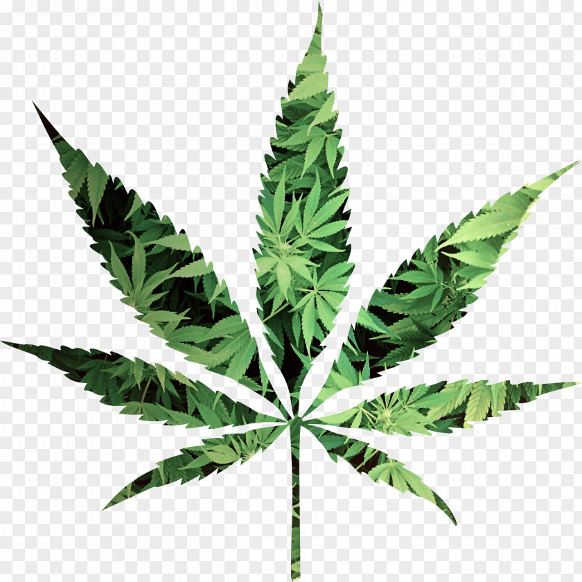 Broadleaf Bramble Weeds Cannabis Hemp Leaf Representation Symbol PNG