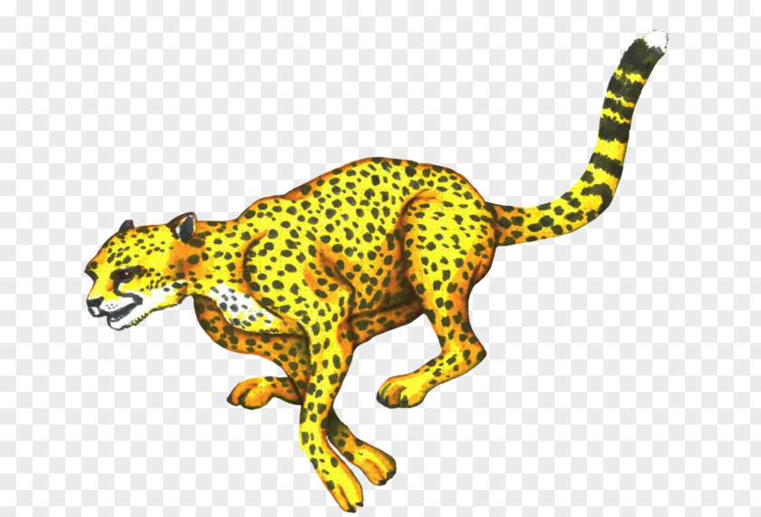 Cheetah Leopard Jaguar Cat Terrestrial Animal PNG