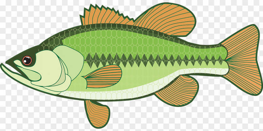 Crown Fish Clip Art Largemouth Bass Openclipart Fishing PNG