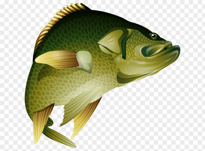 Fish Perch Bass Black Crappie Game PNG