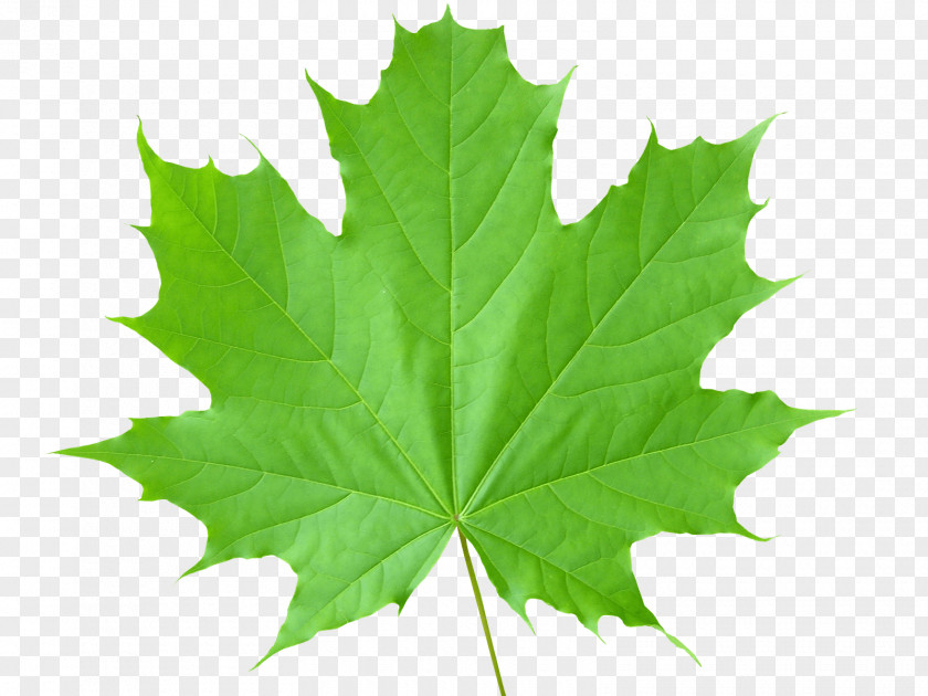 Green Leaf Maple Sugar PNG