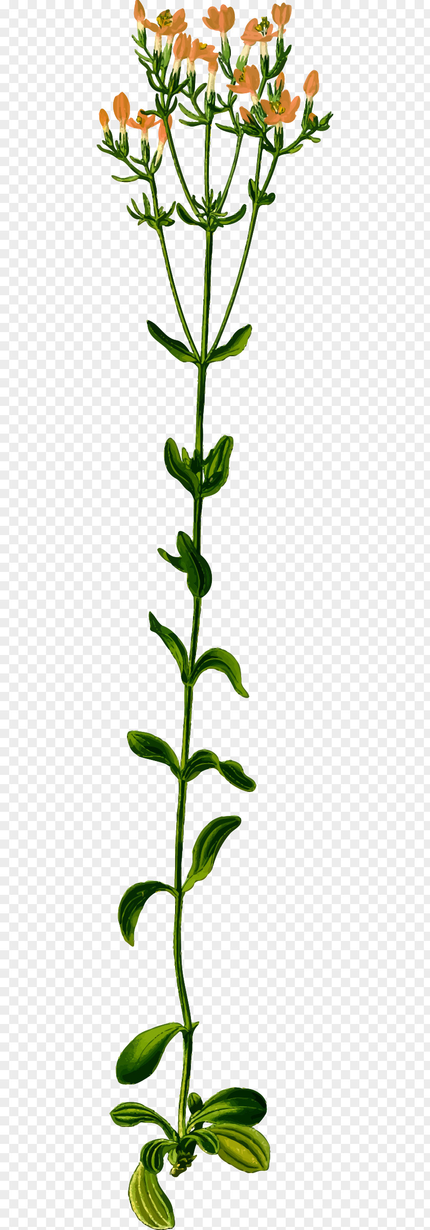 Plants Medicinal Clip Art Herb Biennial Plant PNG