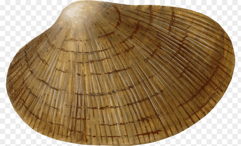 Wood Cockle /m/083vt PNG