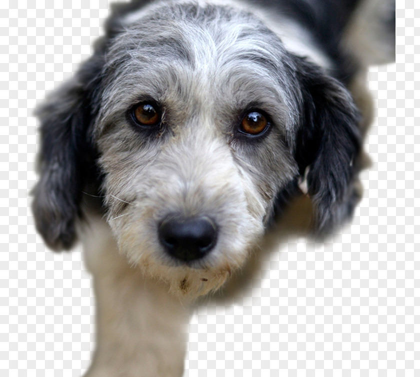 Puppy Rescue Dog Pet Australian Terrier Hypoadrenocorticism In Dogs PNG