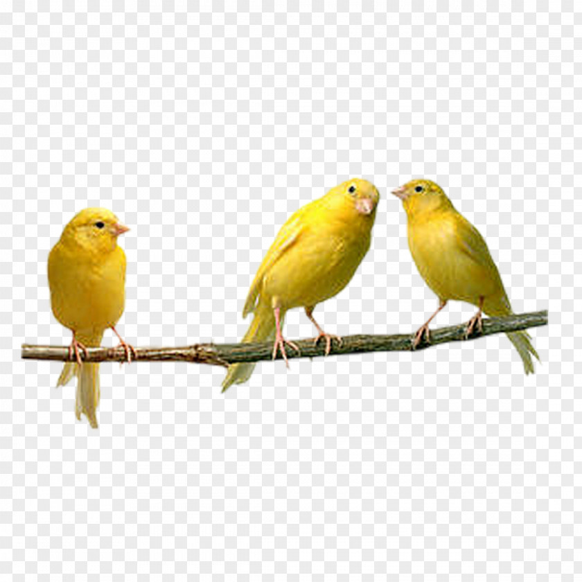 Bird Domestic Canary Finches Budgerigar Yellow PNG