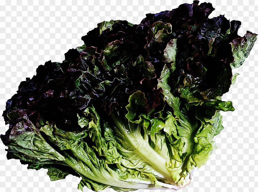 Cabbage Lettuce Leaf Vegetable Food Red Romaine PNG
