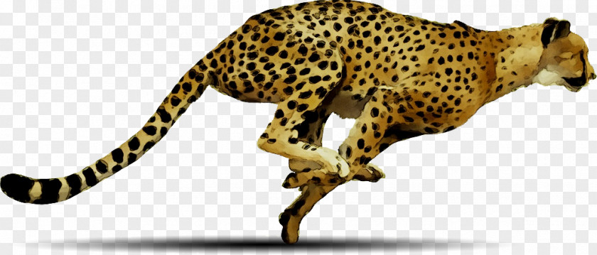 Cheetah Clip Art Desktop Wallpaper Image PNG