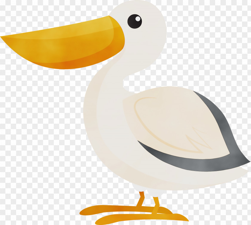 Duck Beak Seabird PNG