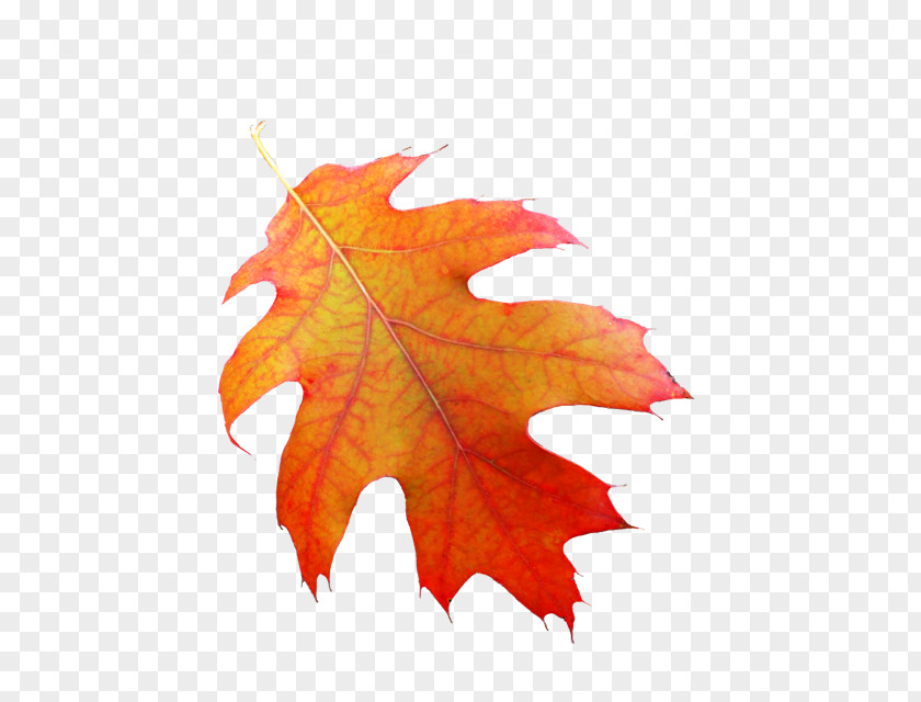 Fall Leaves Glogster Ec, Inc Thanksgiving Day Holiday PNG