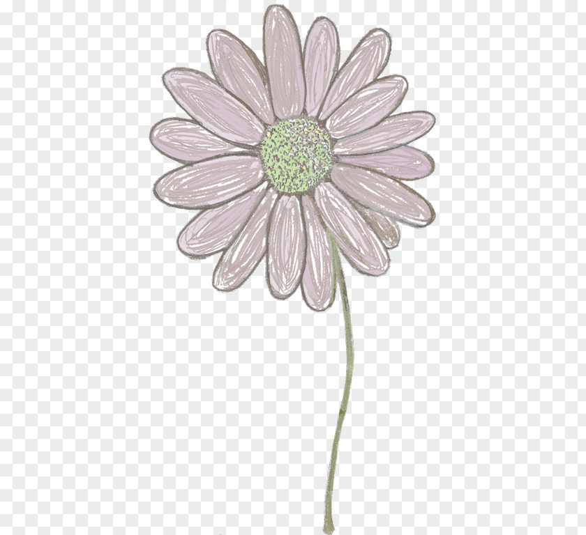 Hand Drawn Circle Common Daisy Chrysanthemum Transvaal Oxeye Cut Flowers PNG