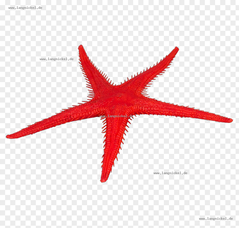 Starfish Fake Food Croissant Cherry PNG