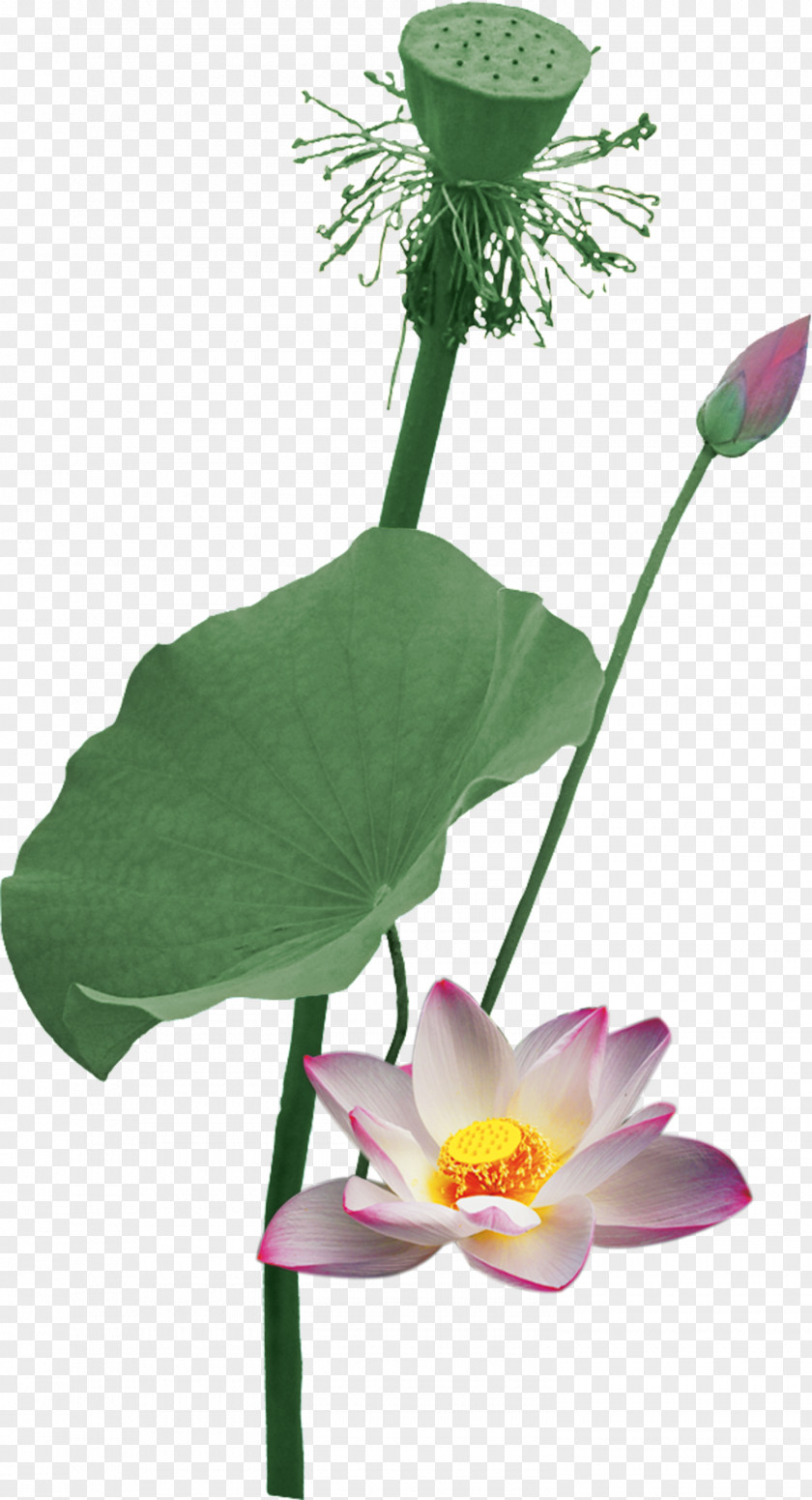 Summer Lotus Vector Elements Nelumbo Nucifera Flowers And Guns Root PNG