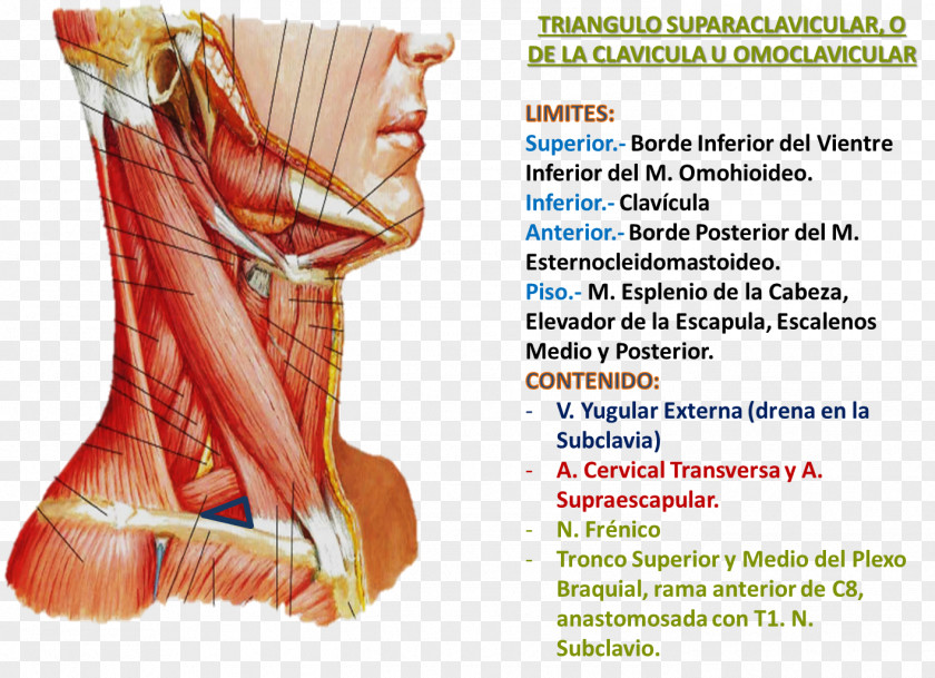 Triangle Posterior Of The Neck Anatomy Muscle PNG