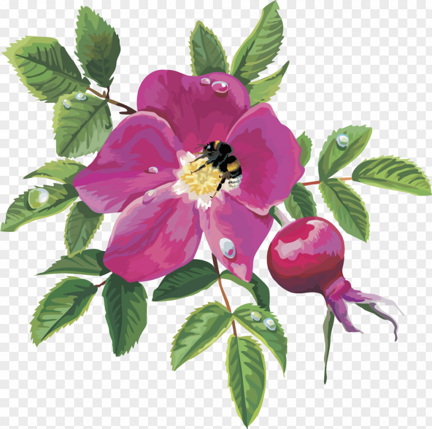 Vector Pomegranate Fruit Dog-rose Centifolia Roses Rosa Acicularis Gallica Moyesii PNG
