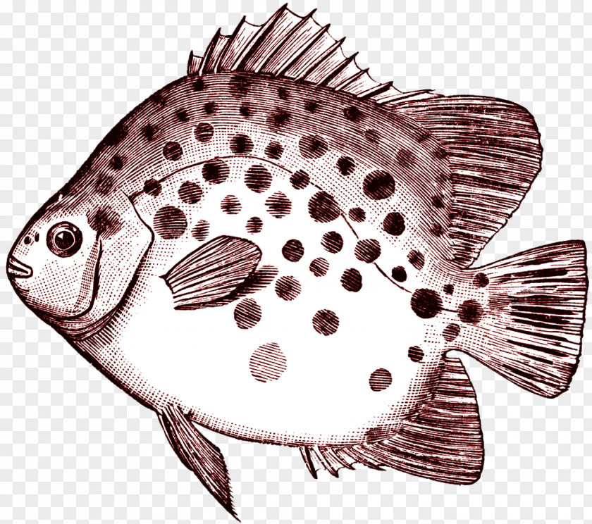 Vintage Scatophagus Argus Fish Clip Art PNG