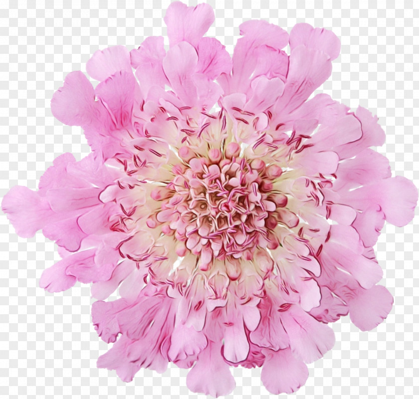 Aster Peony Watercolor Pink Flowers PNG