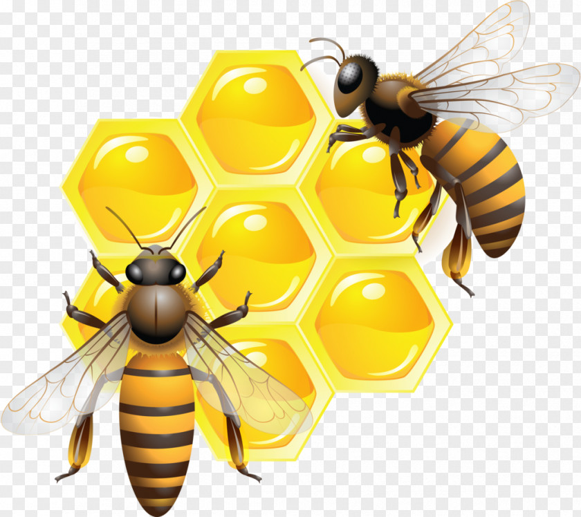 Bee Honey Honeycomb Insect PNG
