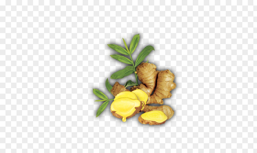 Ginger And Green Leaves Download Computer File PNG