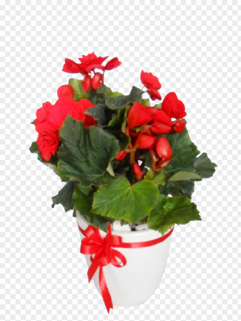 Rose Mercado Jamaica Gift Flower Floristry PNG