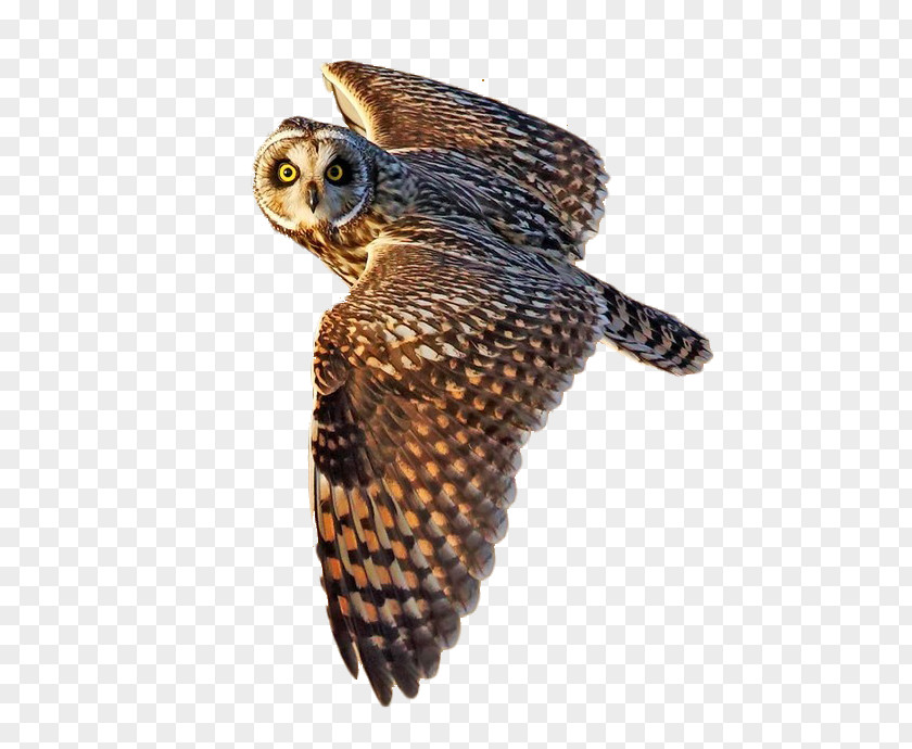 Sky Fly Owl Short-eared Bird Flight Little PNG
