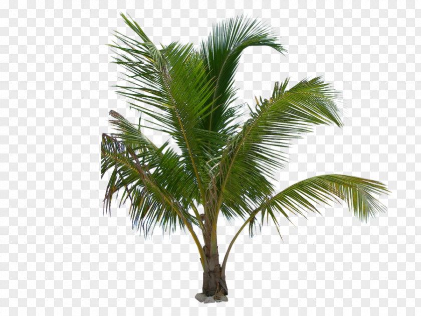 Tree Arecaceae Mexican Fan Palm Coconut Babassu PNG