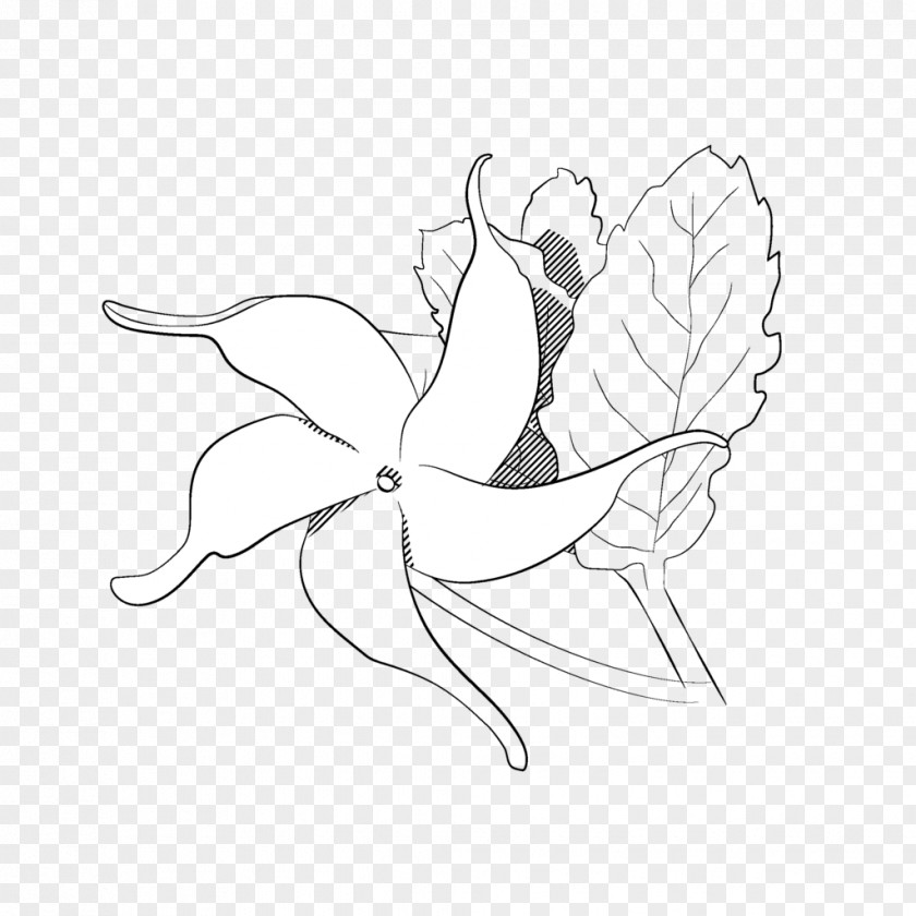 Ylang Essential Oil Mosquito Repellent Sketch Illustration Line Art Clip Visual Arts PNG